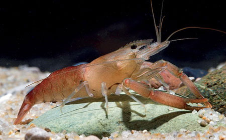 Picture 7 of Discover more than 350 new species of flora and fauna in the Himalayas