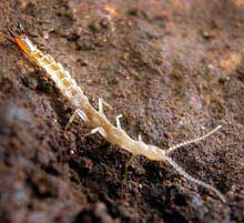 Picture 1 of Discover new animals in the ground