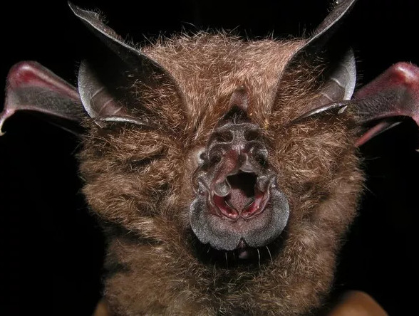 Picture 5 of Discover new bats in the bottle soaked in wine for more than 30 years