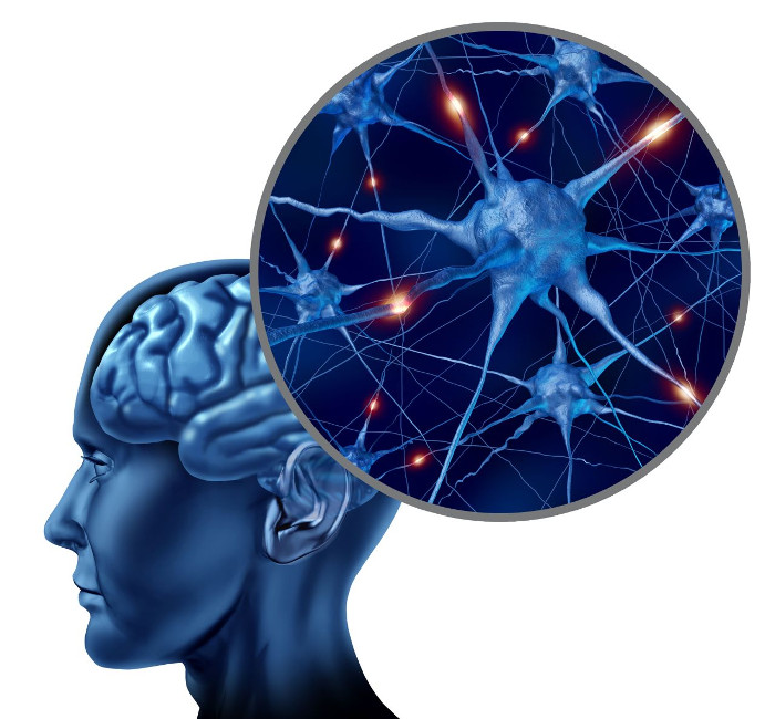 Picture 1 of Discover new brain cells