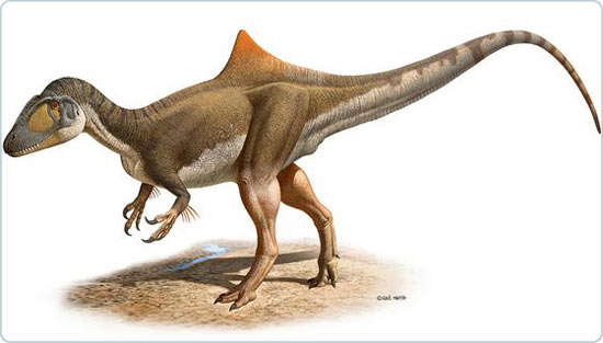 Picture 1 of Discover new carnivorous hunchback dinosaurs in Europe