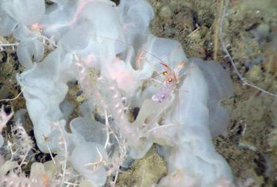 Picture 1 of Discover new creatures under the Atlantic Ocean