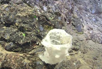 Picture 3 of Discover new creatures under the Atlantic Ocean