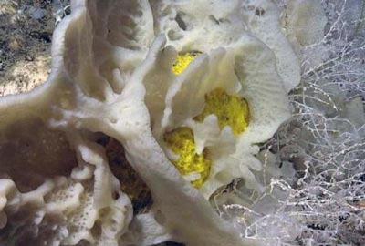 Picture 6 of Discover new creatures under the Atlantic Ocean