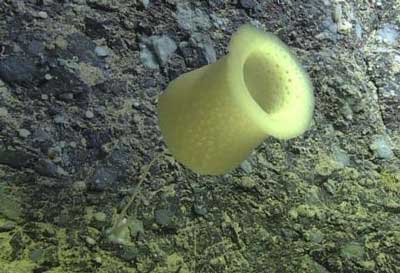 Picture 7 of Discover new creatures under the Atlantic Ocean