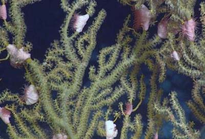 Picture 8 of Discover new creatures under the Atlantic Ocean