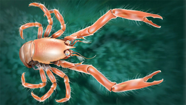 Picture 1 of Discover new crustaceans off Spain