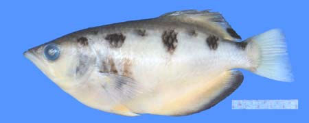 Picture 1 of Discover new, extremely rare fish
