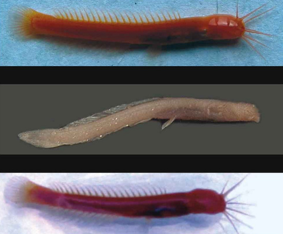 Picture 1 of Discover new fish species
