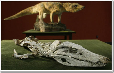 Picture 2 of Discover new fossils related to crocodiles today