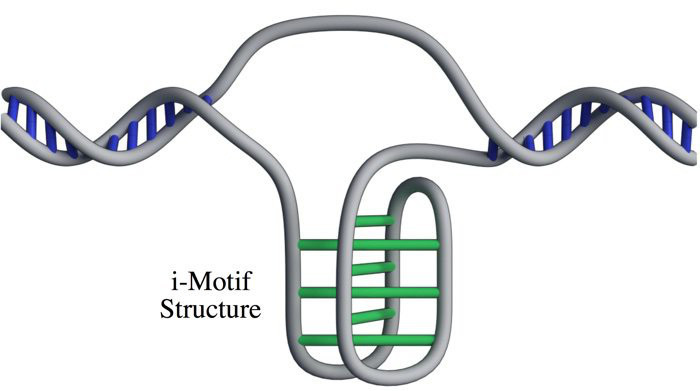 Picture 1 of Discover new gene structure in human cells