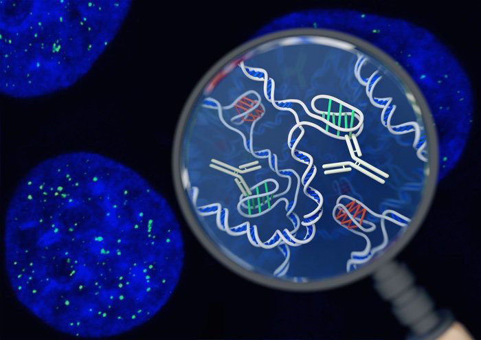 Picture 2 of Discover new gene structure in human cells