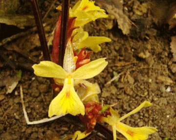 Picture 1 of Discover new ginger species in Vietnam