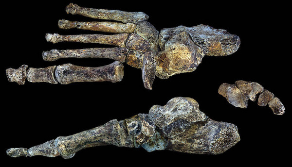 Picture 11 of Discover new human relatives in South Africa