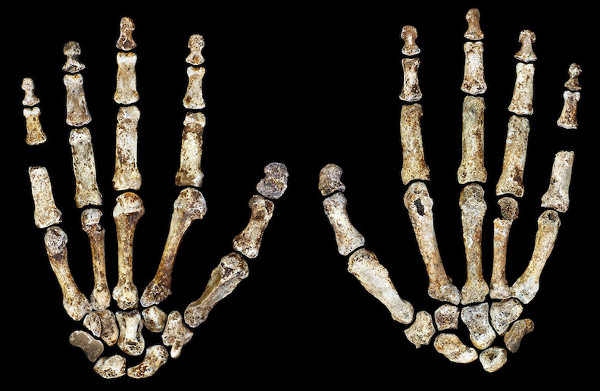 Picture 3 of Discover new human relatives in South Africa