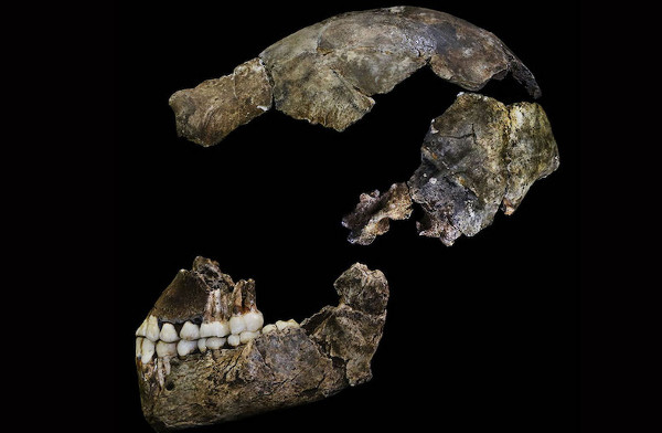 Picture 9 of Discover new human relatives in South Africa