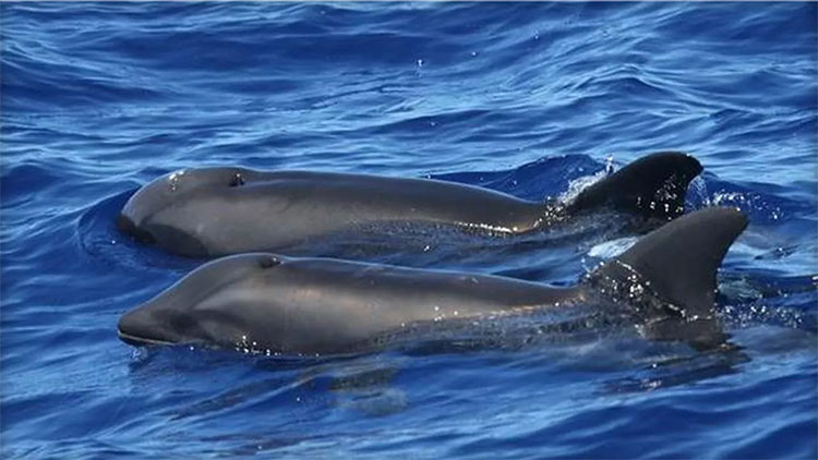 Picture 1 of Discover new hybrid creatures between dolphins and whales
