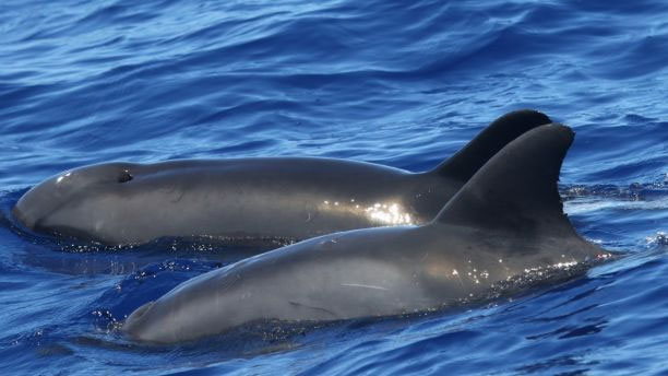 Picture 2 of Discover new hybrid creatures between dolphins and whales