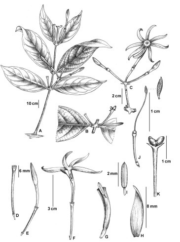 Picture 1 of Discover new jasmine species in Quang Nam