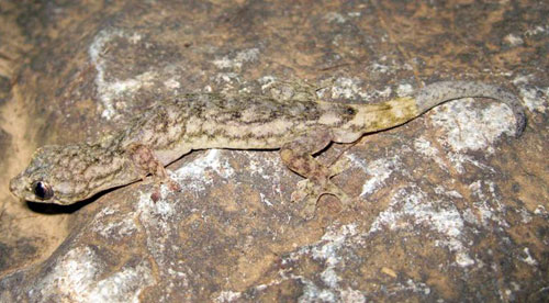 Picture 1 of Discover new lizard species in Cao Bang