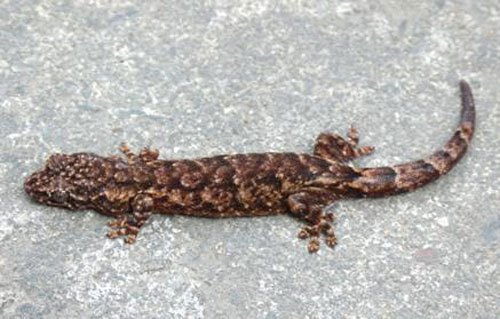 Picture 1 of Discover new lizard species in Da Nang