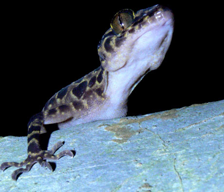 Picture 1 of Discover new lizard species in Vietnam