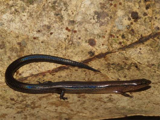 Picture 1 of Discover new lizards in Kon Tum
