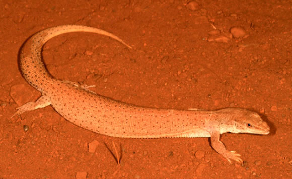Picture 1 of Discover new lizards in Western Australia