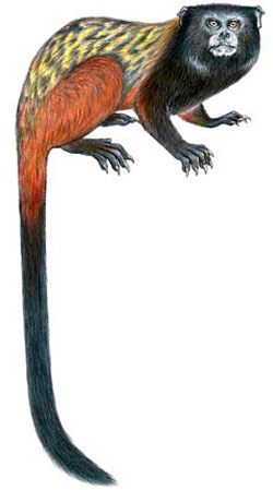 Picture 1 of Discover new monkey species in Brazil
