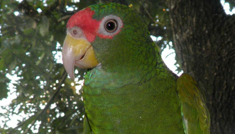 Picture 1 of Discover new parrot species in Mexico, green head 'crown'
