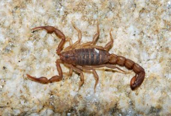 Picture 1 of Discover new scorpions in the United States