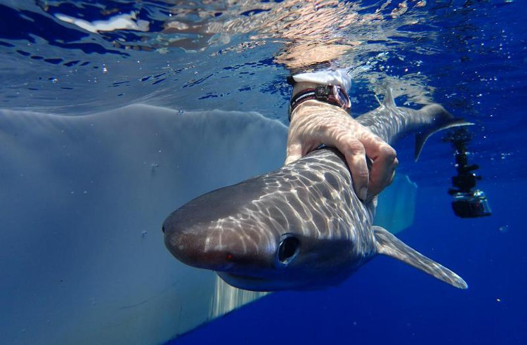 Picture 1 of Discover new shark species in the Atlantic Ocean