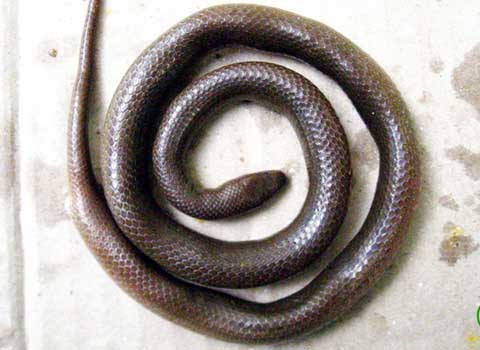 Picture 1 of Discover new snake species in Kon Tum