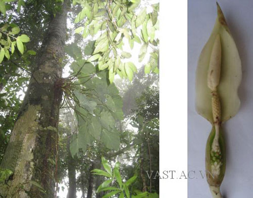Picture 1 of Discover new species in Danang
