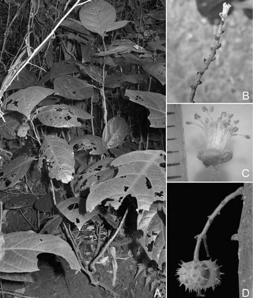 Picture 1 of Discover new species in Phong Nha - Ke Bang
