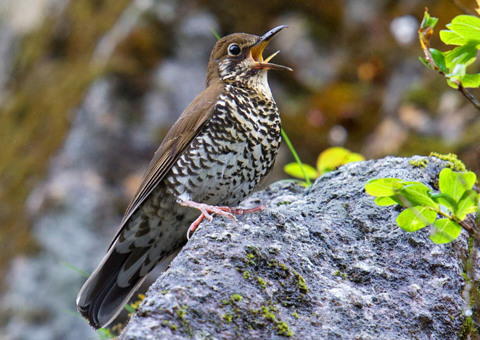 Picture 1 of Discover new species of thrush by singing