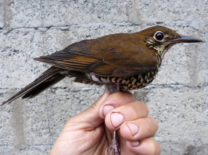 Picture 2 of Discover new species of thrush by singing