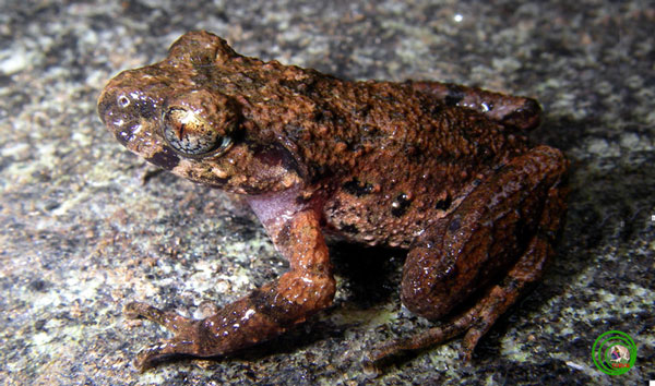 Picture 1 of Discover new species of toad