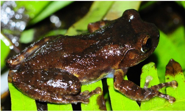 Discover new species of tree frog in Sapa