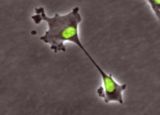 Picture 1 of Discover new types of cell division