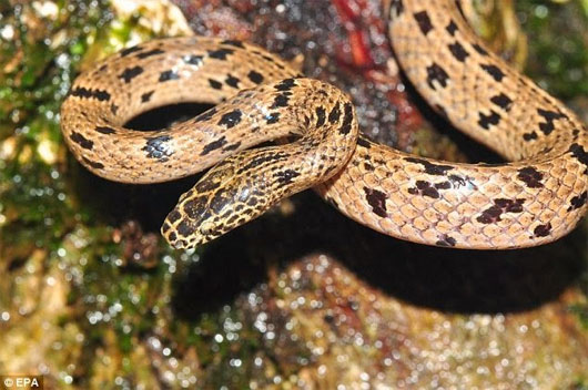 Picture 1 of Discover new wolf snake near Vietnam border