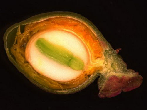 Picture 1 of Discover potential biofuels