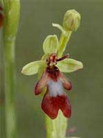 Picture 1 of Discover precious Cymbidiums at U Minh Thuong