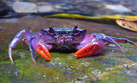 Discover purple crabs in Southeast Asia images 2