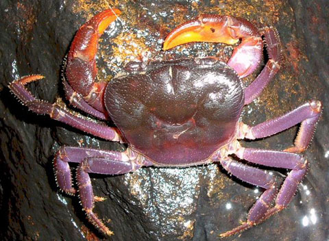 Discover purple crabs in Southeast Asia images 3