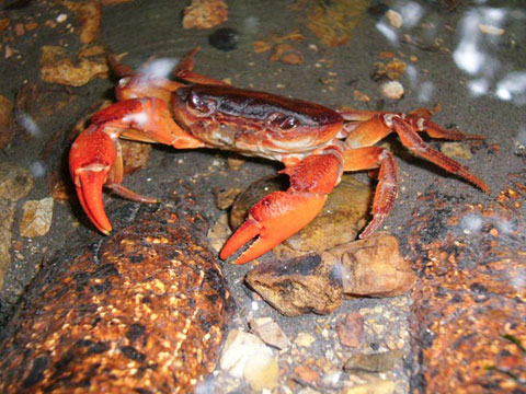 Discover purple crabs in Southeast Asia images 4