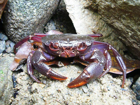 Discover purple crabs in Southeast Asia images 5