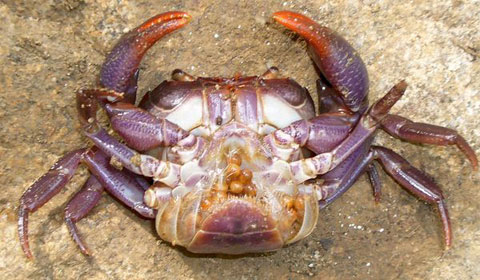 Discover purple crabs in Southeast Asia images 6