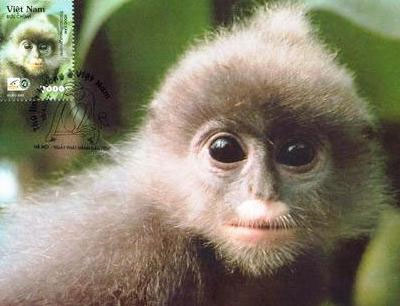 Picture 1 of Discover rare and precious langurs in Pu Huong Nature Reserve