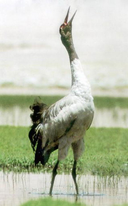 Picture 1 of Discover rare black neck cranes in India